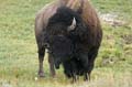 021 Amerikanischer Bison - Buffalo